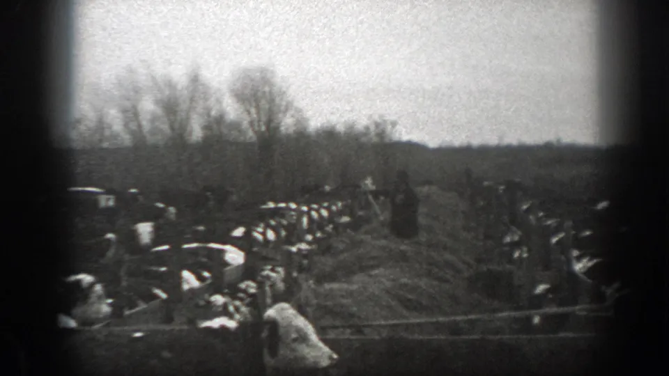 1939 Montana ranch footage showing a farmer near hay while black-and-white cows cluster in an open field.