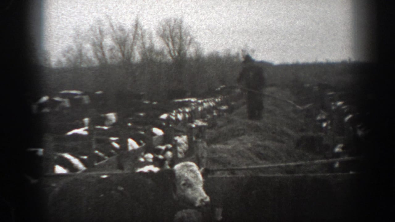 In grainy 8mm footage from 1939 Montana, a farmer handles hay amid a herd of cows in a rural field.