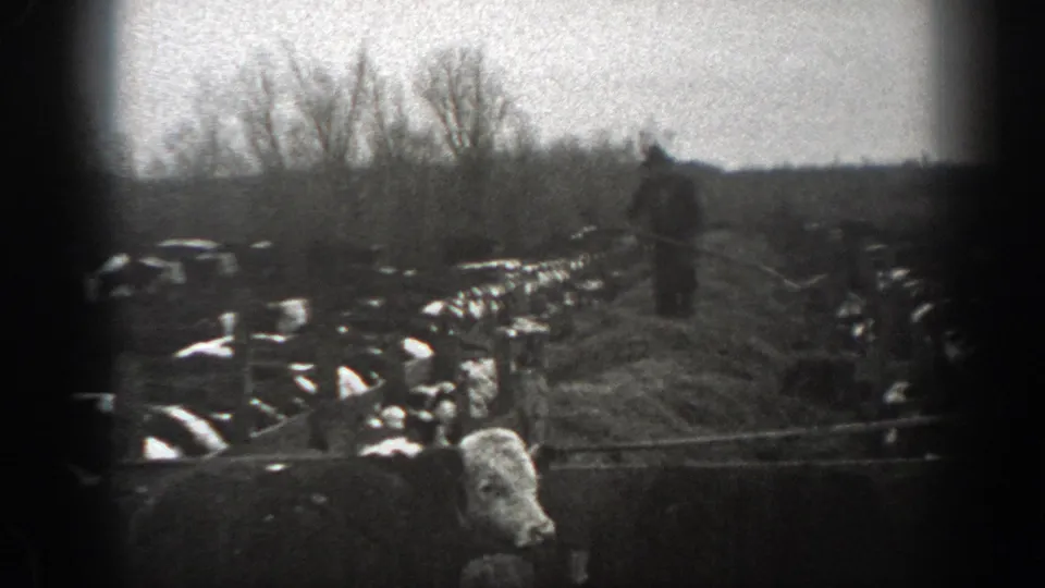 In grainy 8mm footage from 1939 Montana, a farmer handles hay amid a herd of cows in a rural field.