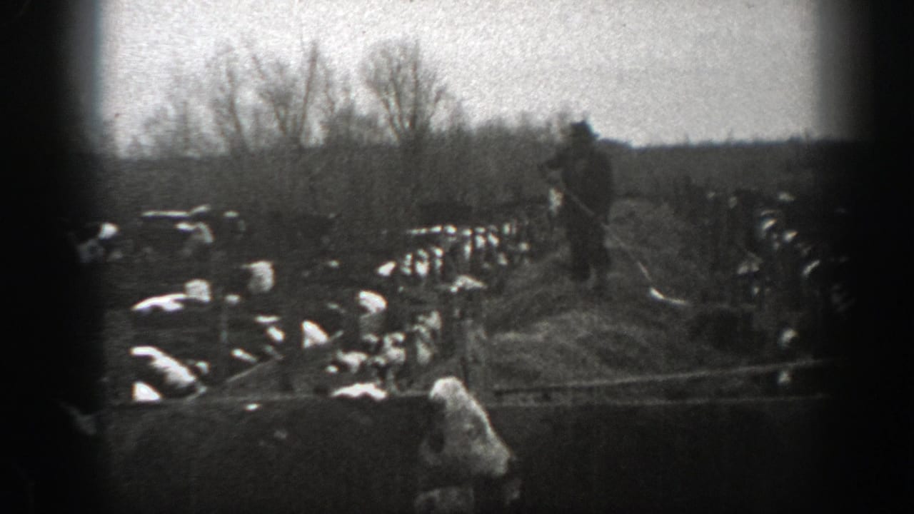 A Montana ranch scene from 1939 shows a farmer beside hay, surrounded by cattle in a winter-bare field.