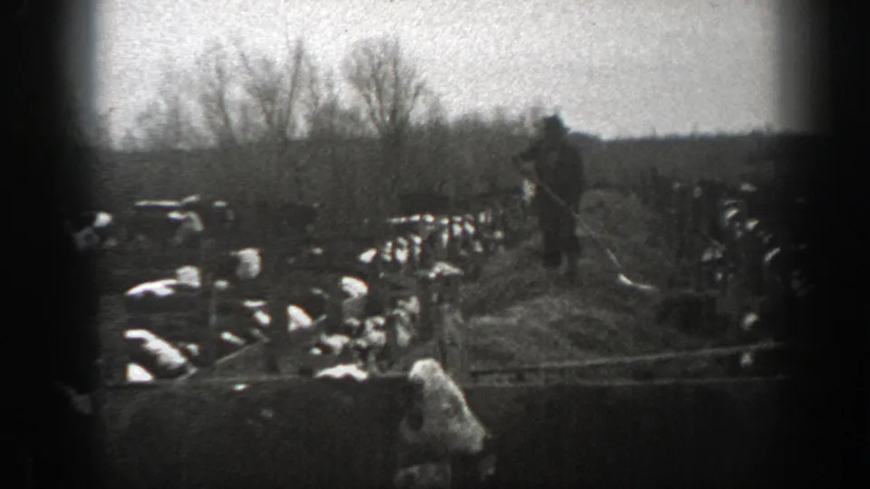 A Montana ranch scene from 1939 shows a farmer beside hay, surrounded by cattle in a winter-bare field.