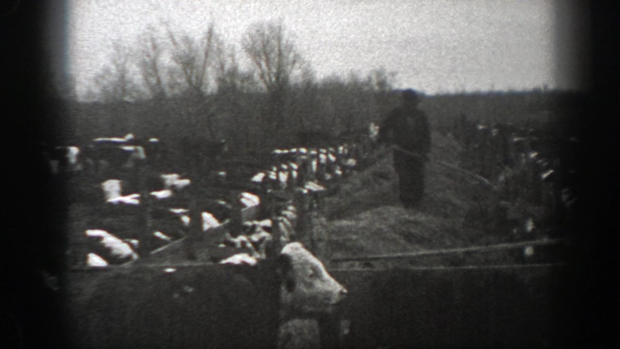 Fenced rural field with livestock and a person standing near the center distance.