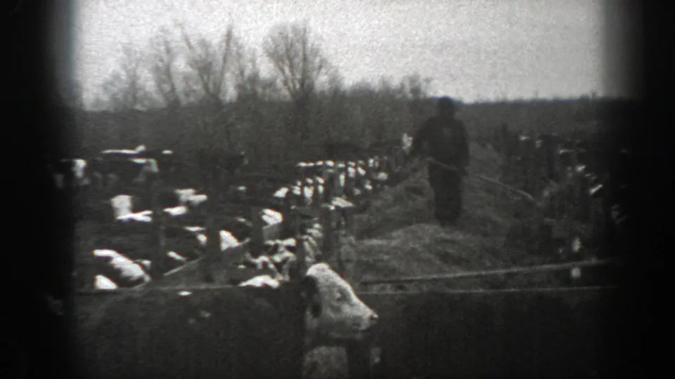 Grainy 1939 Montana 8mm frame showing a fenced rural field, livestock, and a distant person in open farmland.