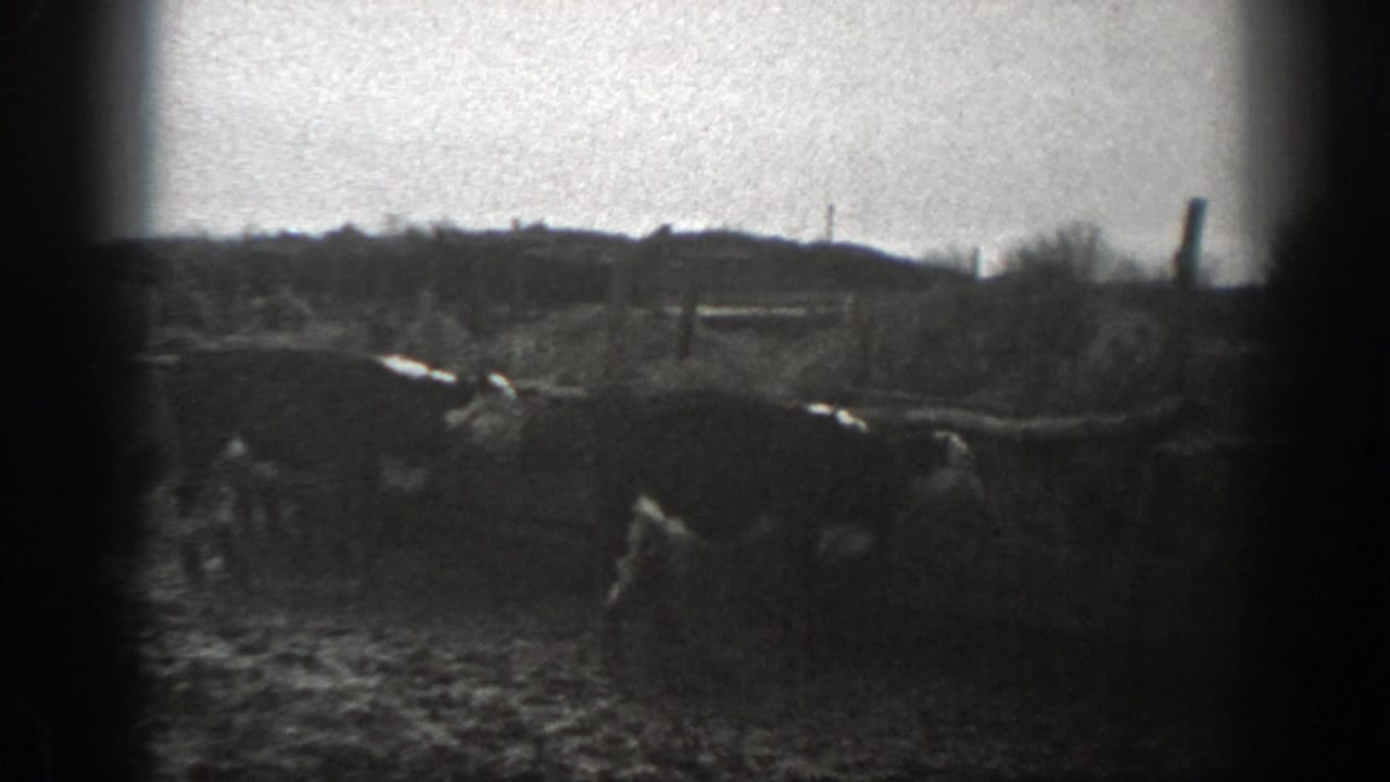 Horned cattle occupy the foreground of a Montana farm pasture, with fence posts, bare brush, and low hills visible behind them.