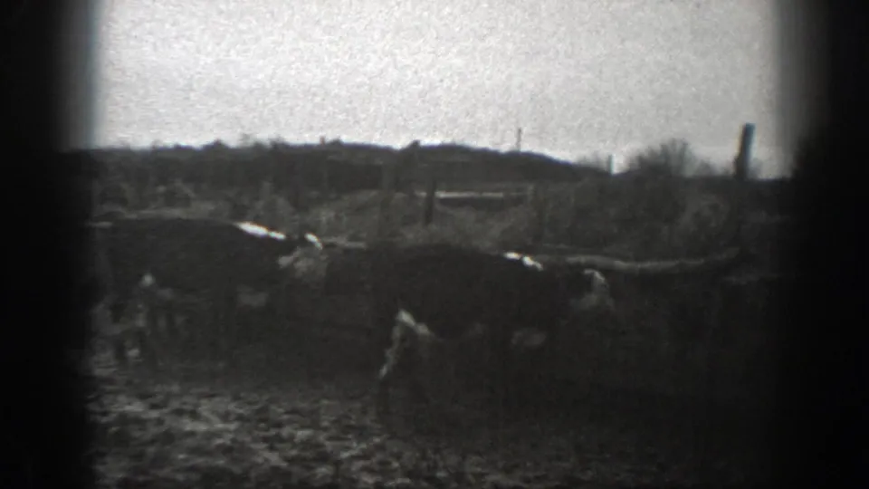 Horned cattle occupy the foreground of a Montana farm pasture, with fence posts, bare brush, and low hills visible behind them.