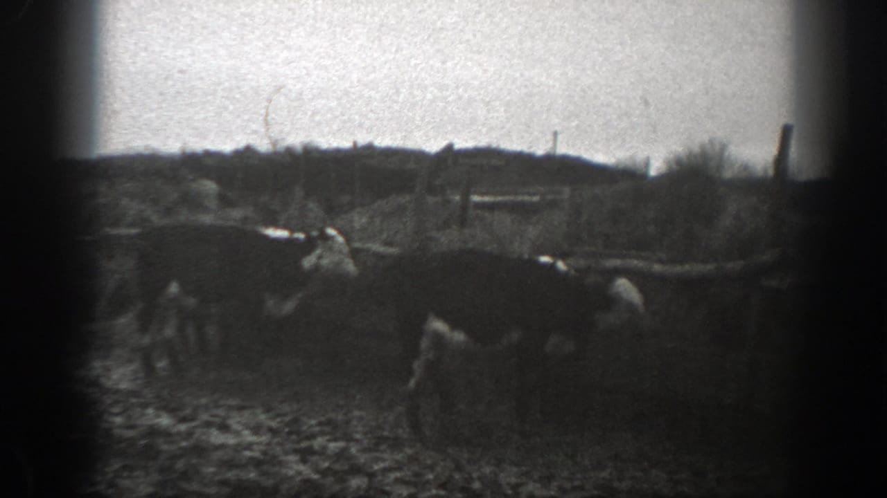 A close 8mm view shows cattle in a muddy Montana pasture, framed by fence posts, brush, and a low hillside beyond.