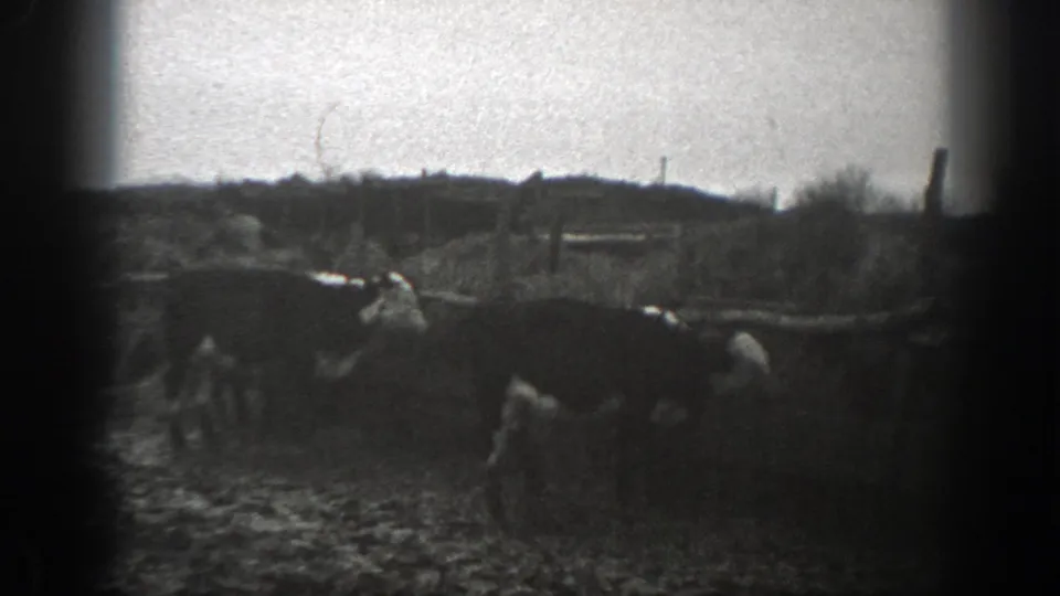 A close 8mm view shows cattle in a muddy Montana pasture, framed by fence posts, brush, and a low hillside beyond.