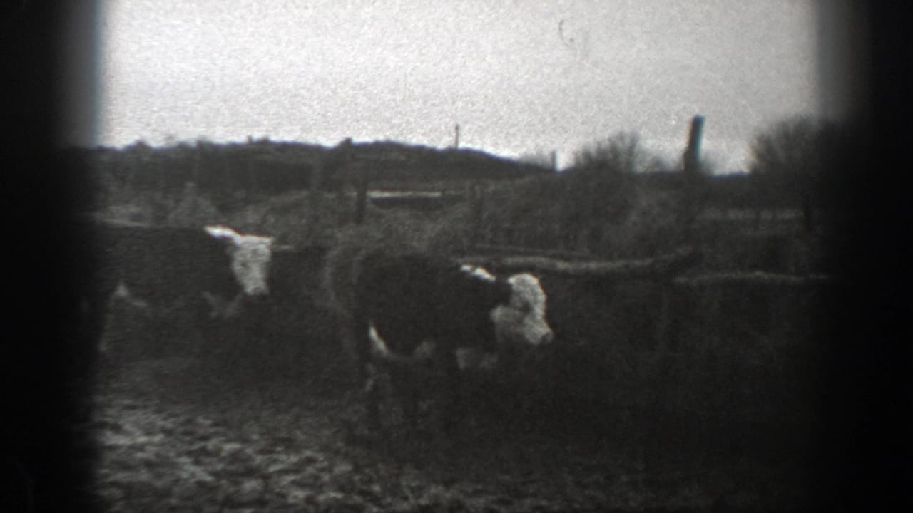 A person in light clothing stands beside horned cattle in a fenced Montana pasture, with rough ground and low hills behind.