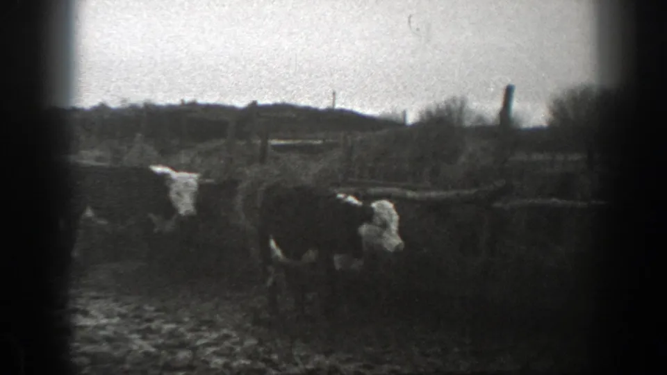 A person in light clothing stands beside horned cattle in a fenced Montana pasture, with rough ground and low hills behind.