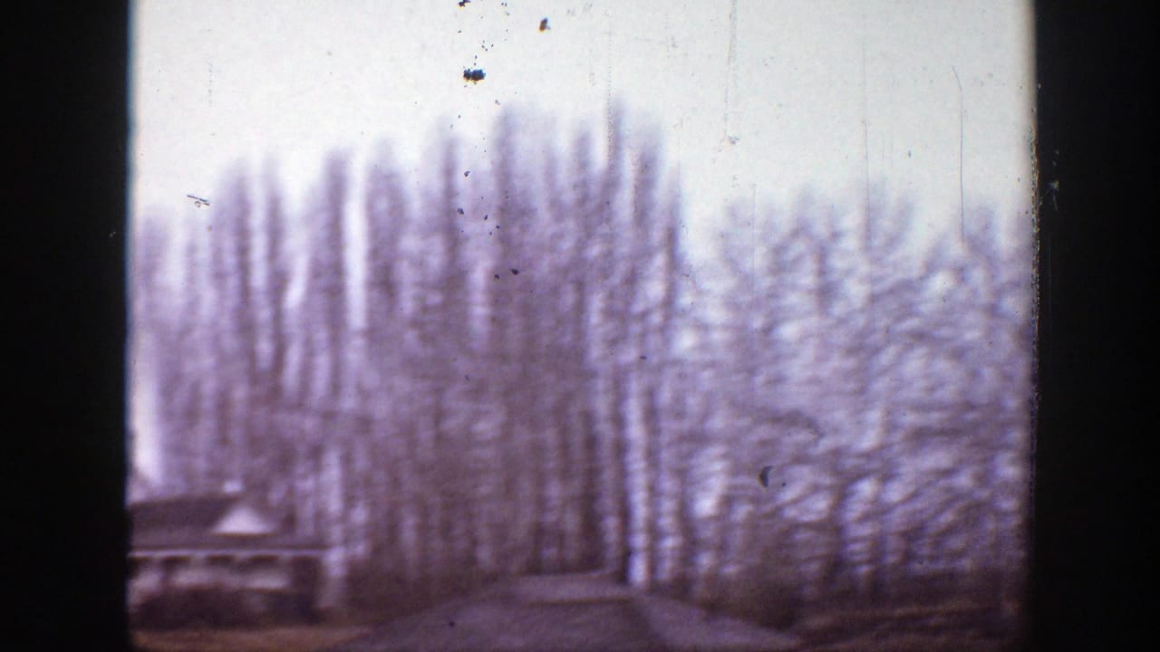 Soft 8mm frame of a rural Montana hillside with tall leafless trees and a low structure partly visible near the edge.