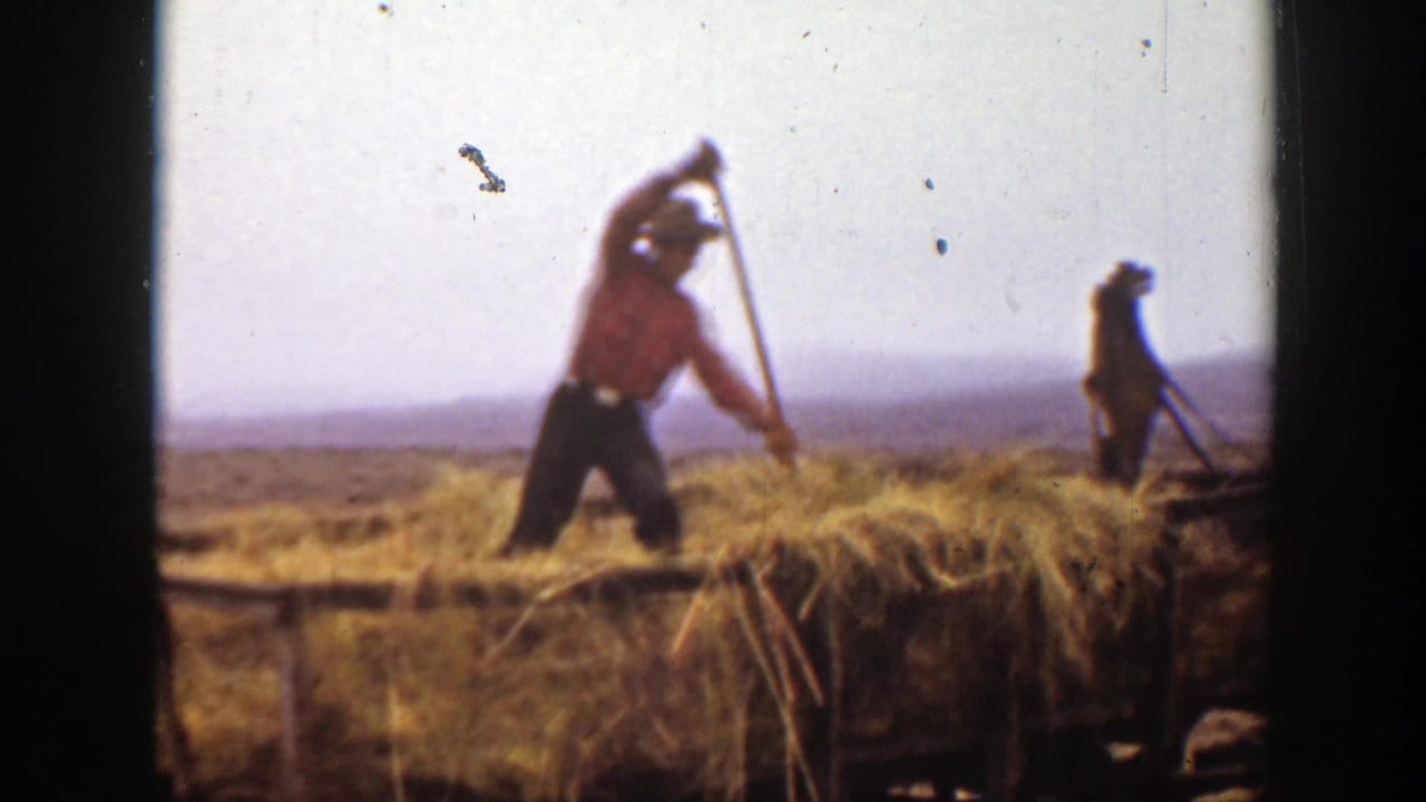 In 1939 Montana footage, a man in a red shirt and hat pitches hay from a wooden wagon while another worker stands behind him.