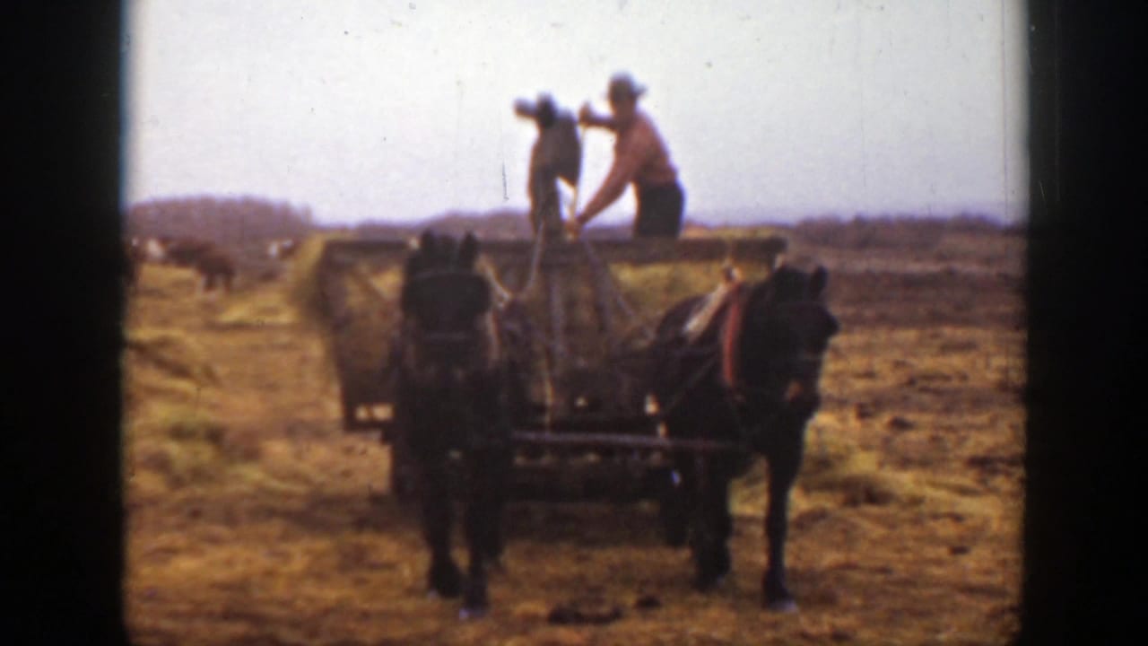 A horse-drawn hay wagon approaches the camera in 1939 Montana, with a worker standing on the wagon above the hay.