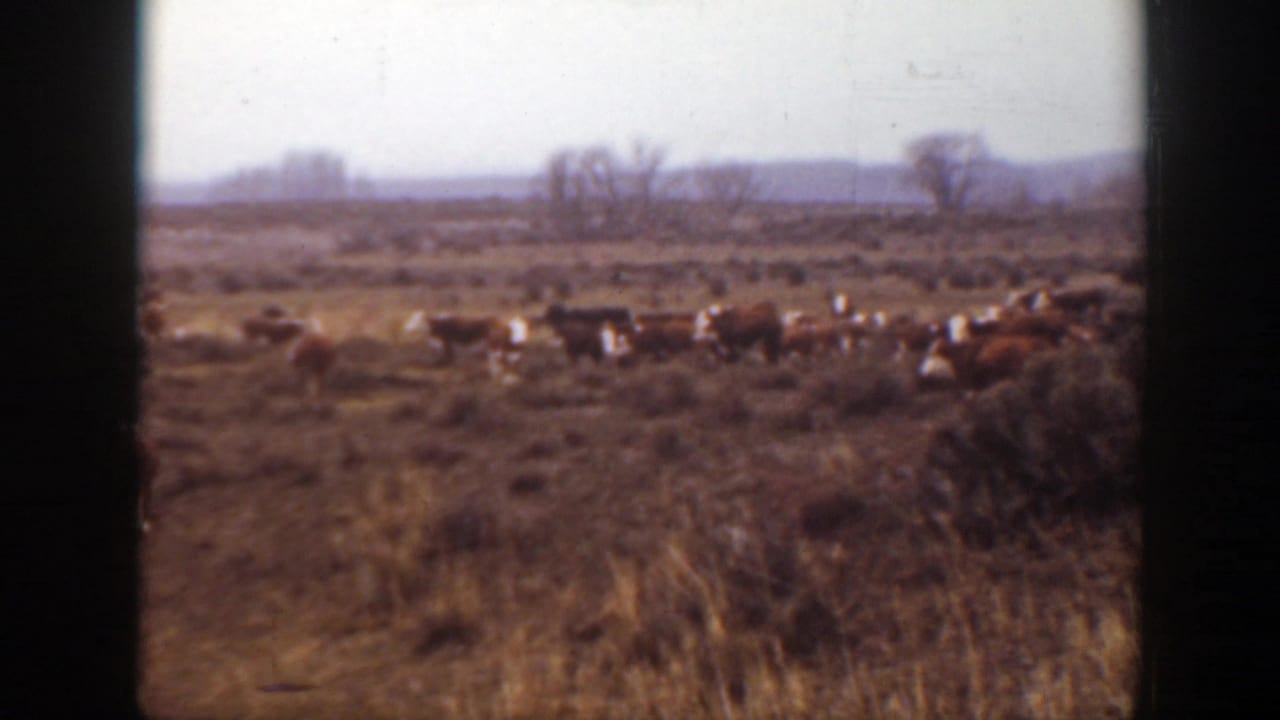 Cattle scattered across a dry field beneath a pale sky.