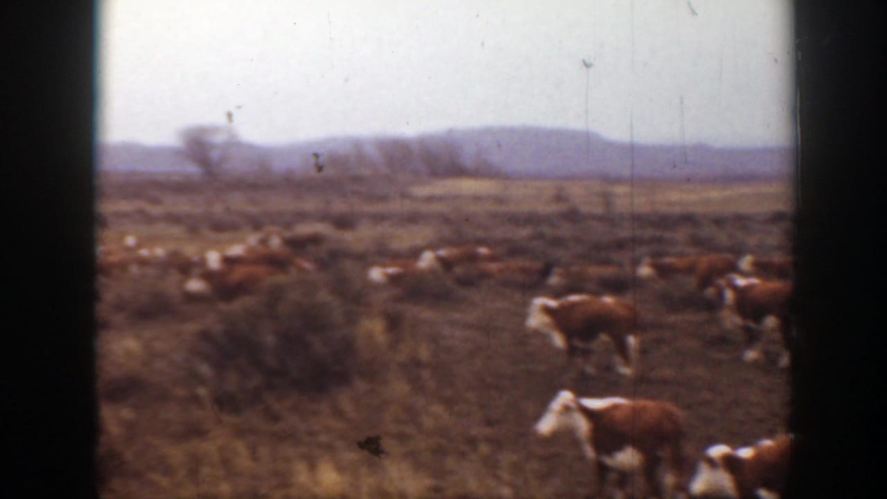 Montana 1939 frame with cattle clustered across brushy pasture, seen through soft 8mm focus and dark frame edges.