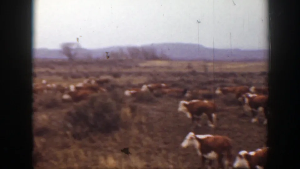 Montana 1939 frame with cattle clustered across brushy pasture, seen through soft 8mm focus and dark frame edges.