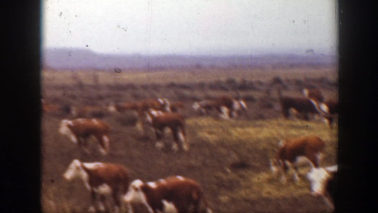 Montana 1939 home-movie view of cattle grazing closer to the camera, with more herd animals and open range behind them.