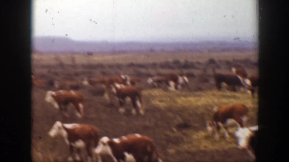 Montana 1939 home-movie view of cattle grazing closer to the camera, with more herd animals and open range behind them.