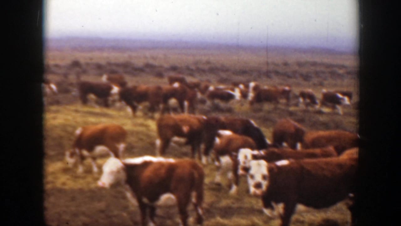 Montana 1939 frame showing a larger group of brown and white cattle grazing across dry grass under a pale sky.