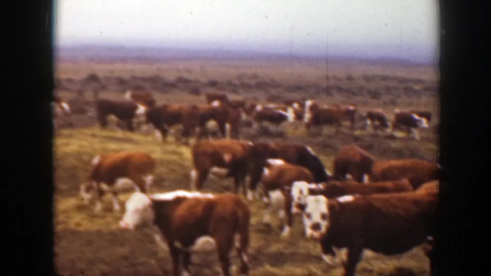 Montana 1939 frame showing a larger group of brown and white cattle grazing across dry grass under a pale sky.
