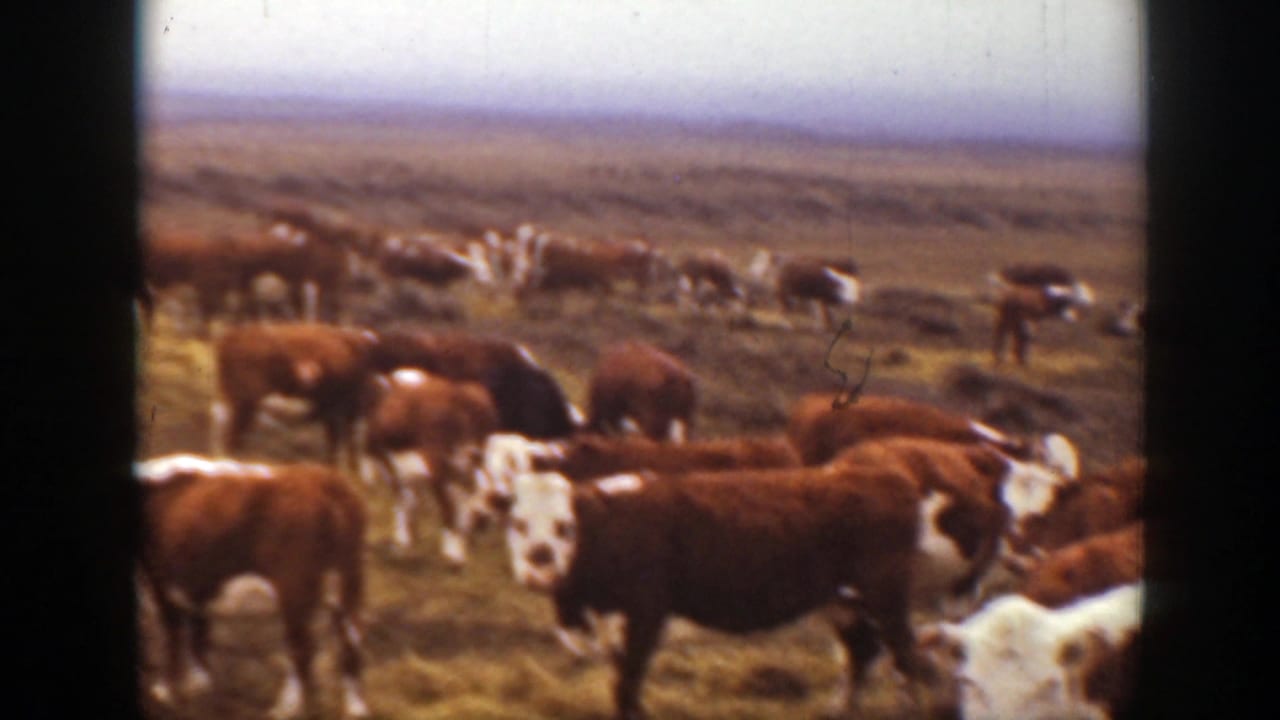 1939 Montana 8mm frame showing cattle spread across dry grassland under a pale sky, with low hills in the distance.