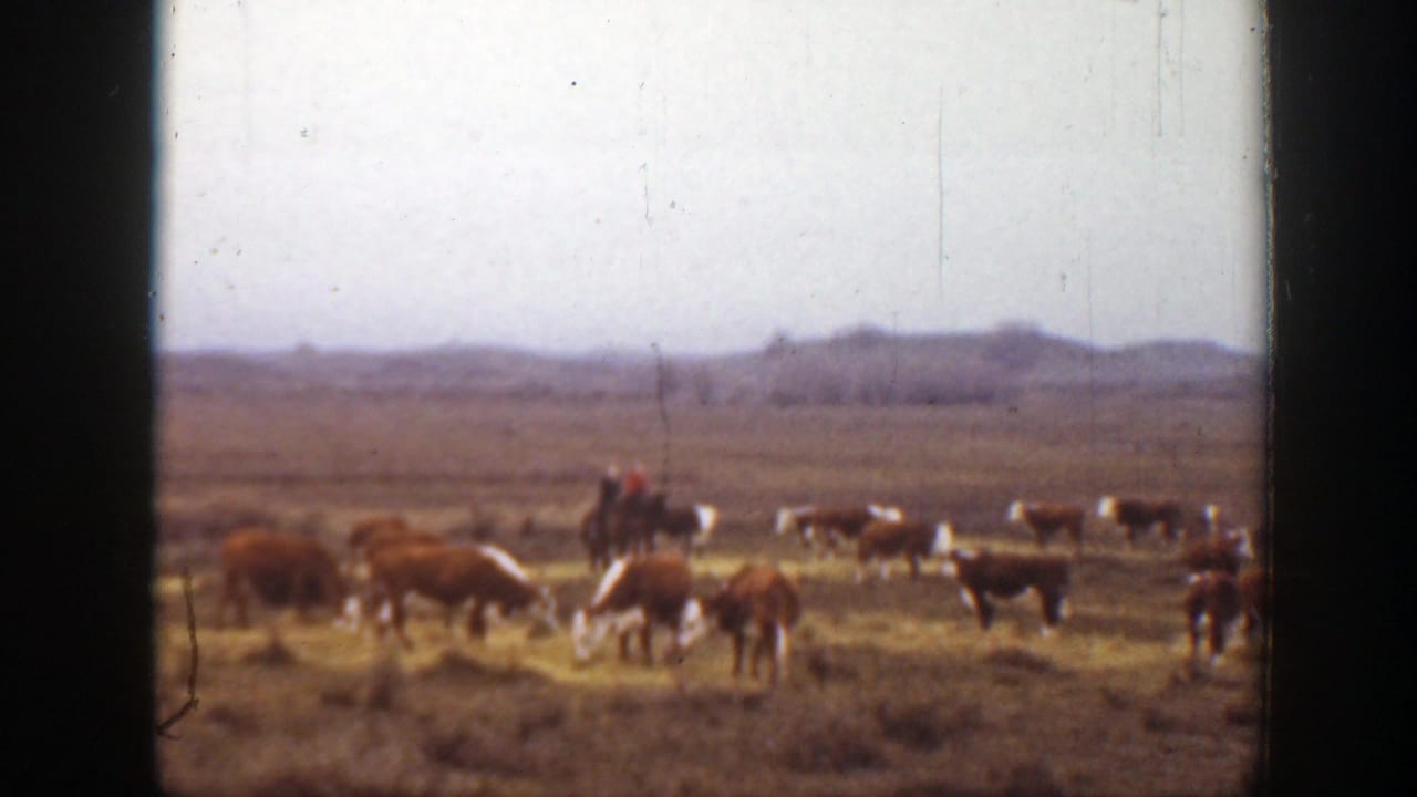 Wide 1939 Montana ranch scene with grazing cattle and a small distant horseback rider on the open plains.