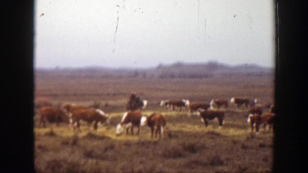 Soft 8mm view of a Montana cattle herd with a distant rider on horseback moving through the ranch landscape.
