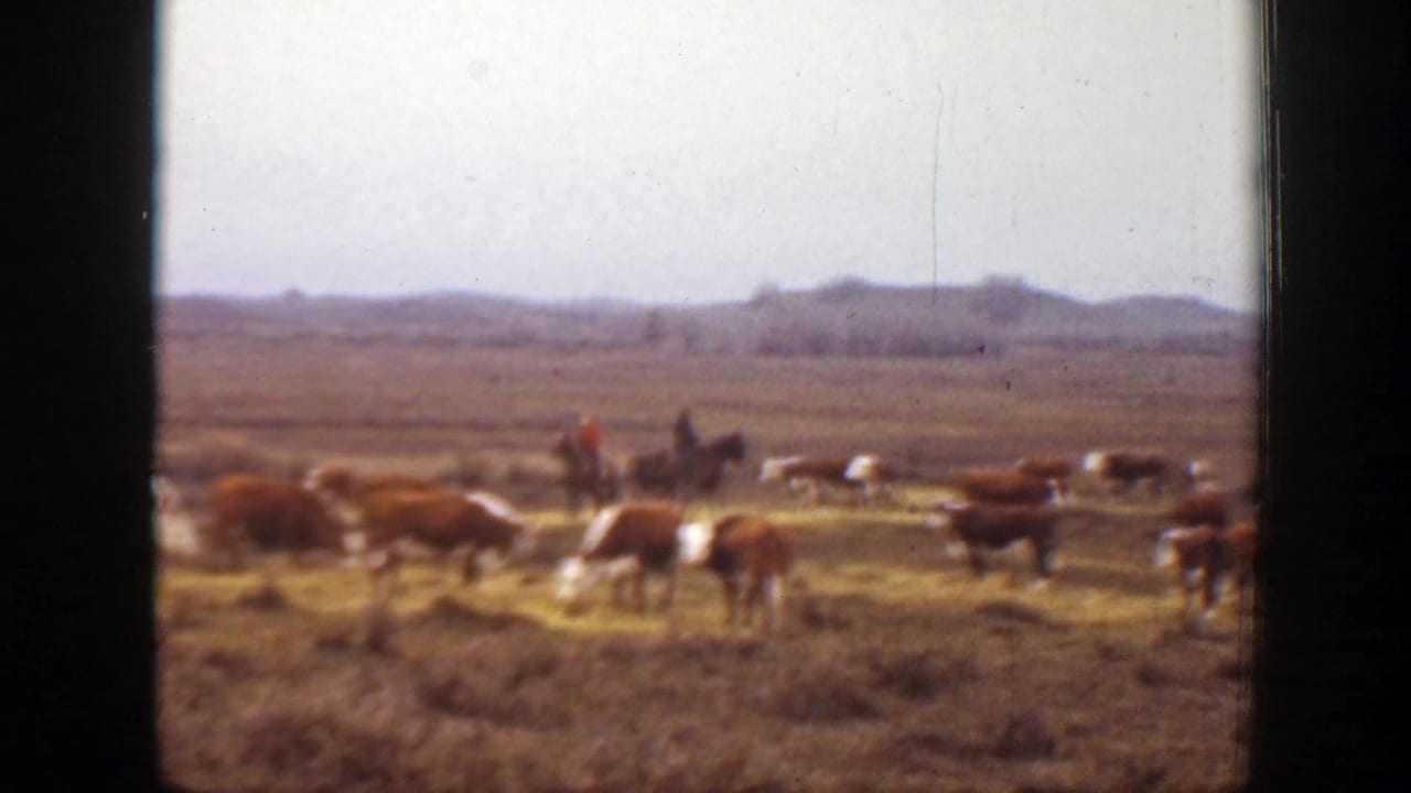 1939 Montana ranch footage frame with cattle in the foreground and a distant mounted rider among the herd on open grassland.