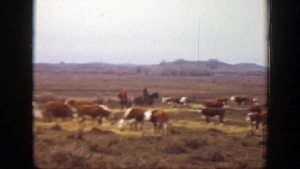 1939 Montana ranch footage frame with cattle in the foreground and a distant mounted rider among the herd on open grassland.