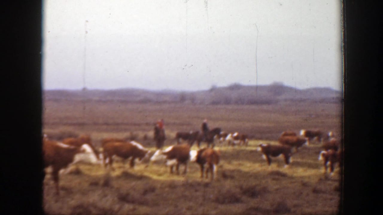 Cattle graze on open prairie while a distant rider sits on horseback.