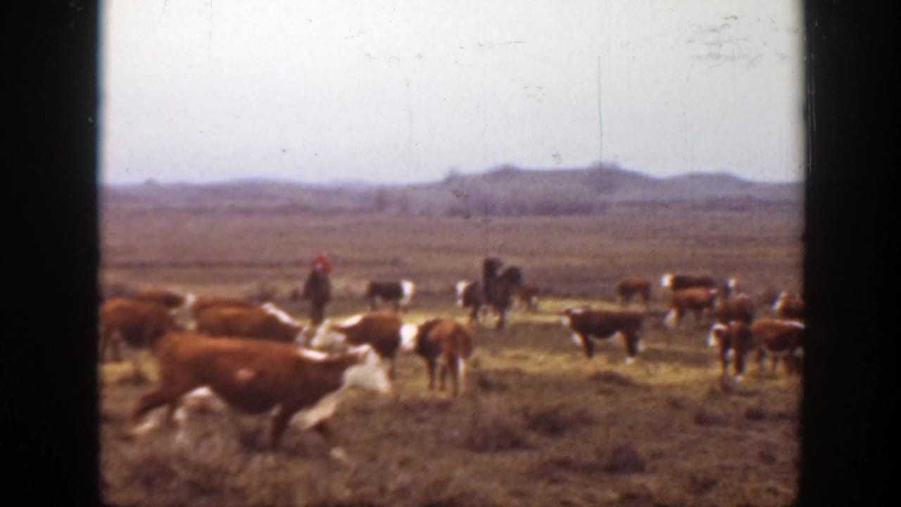 1939 Montana ranch scene with cattle crossing dry prairie while a distant rider on horseback guides the herd.