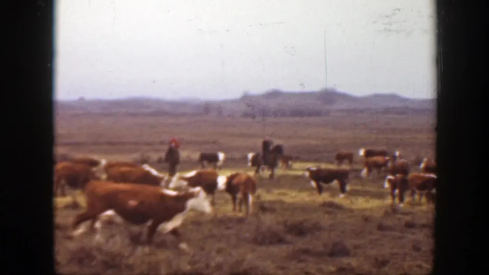 1939 Montana ranch scene with cattle crossing dry prairie while a distant rider on horseback guides the herd.