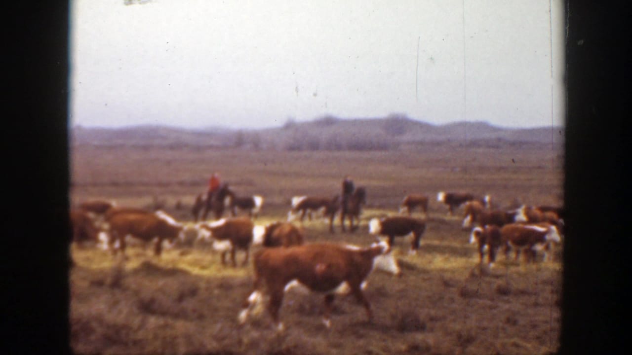 1939 Montana home-movie frame showing cattle on prairie grass with distant horseback riders and low hills beyond.