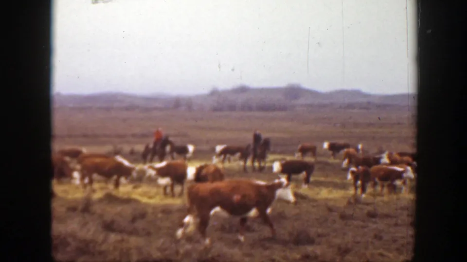 1939 Montana home-movie frame showing cattle on prairie grass with distant horseback riders and low hills beyond.
