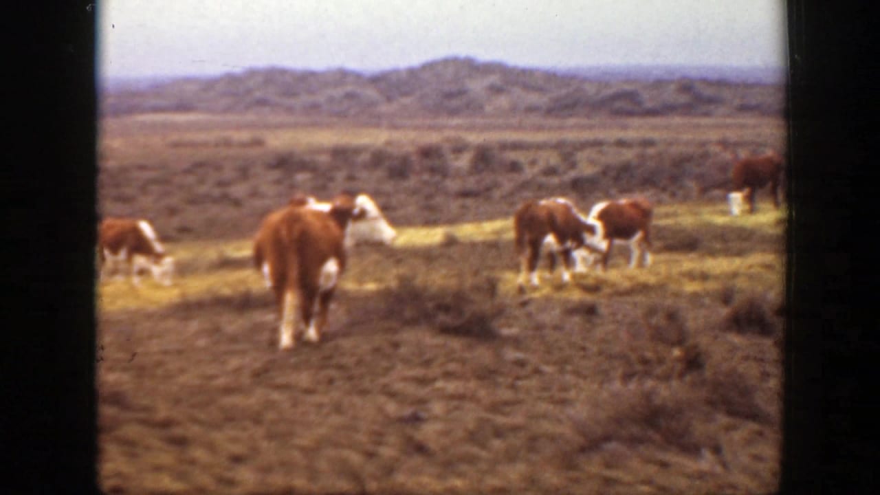 1939 Montana 8mm frame with brown and white cattle grazing on scrubby prairie below distant hills.