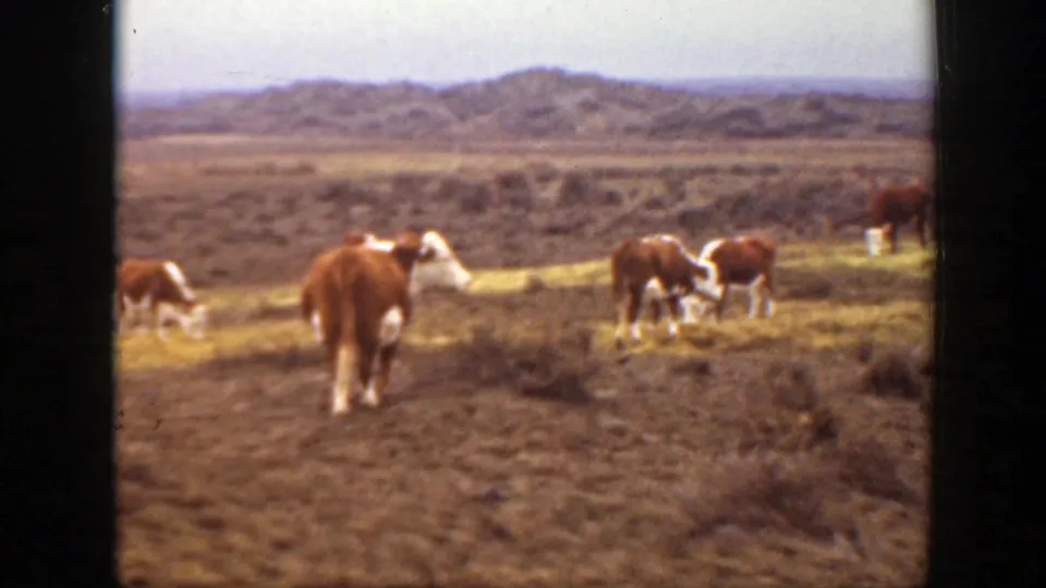 1939 Montana 8mm frame with brown and white cattle grazing on scrubby prairie below distant hills.