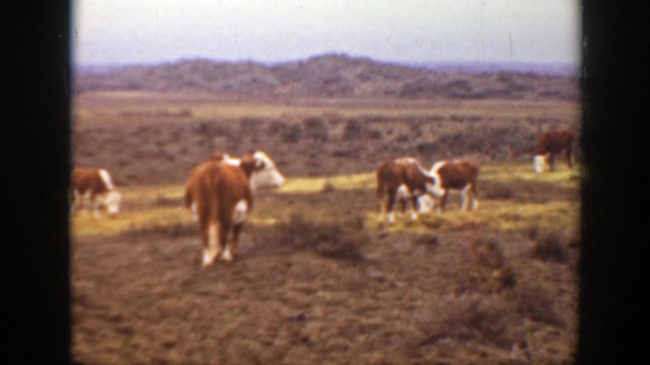 1939 Montana home-movie frame showing brown and white cattle spread across open prairie with low hills in the distance.