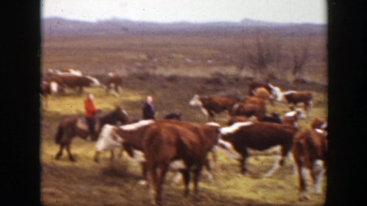 1939 Montana ranch scene with distant horseback riders guiding a herd of brown and white cattle across prairie grass.