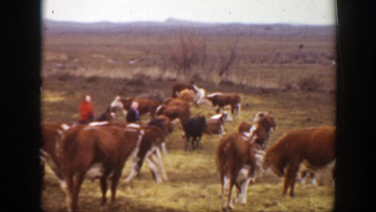 Home-movie frame from 1939 Montana showing cattle gathered around mounted riders in a broad prairie pasture.