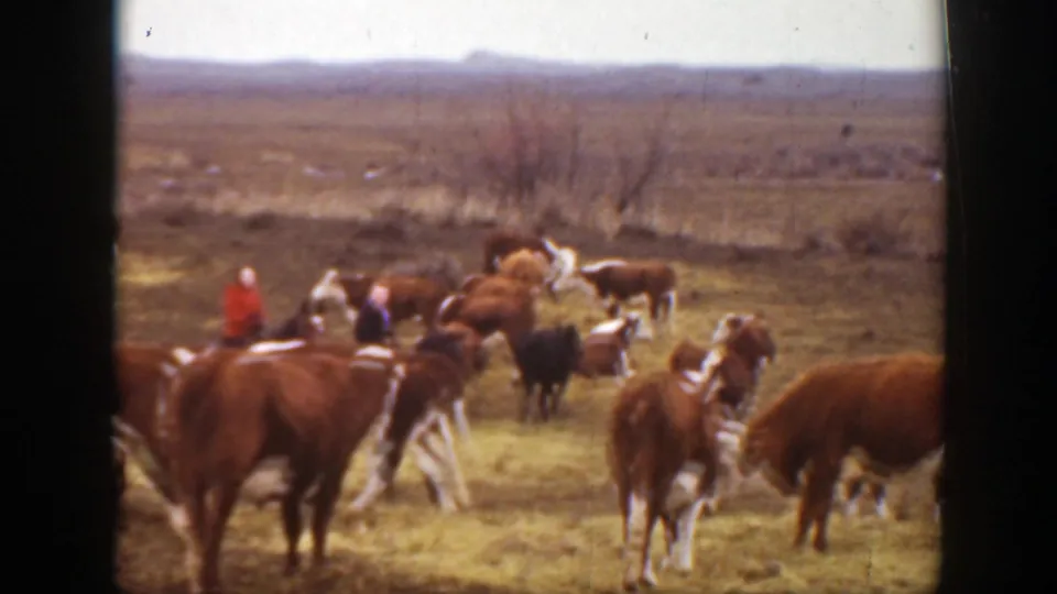 Home-movie frame from 1939 Montana showing cattle gathered around mounted riders in a broad prairie pasture.