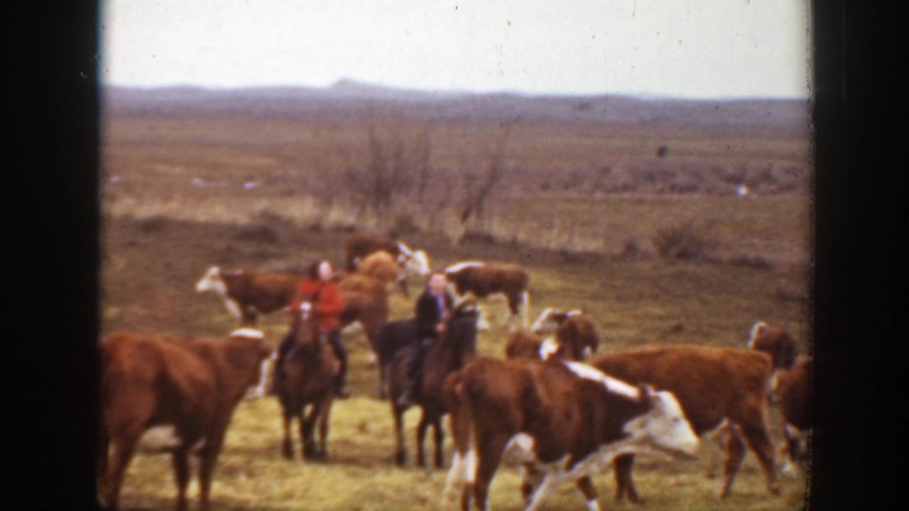 In 1939 Montana footage, two ranchers on horseback appear to guide cattle across dry open prairie.