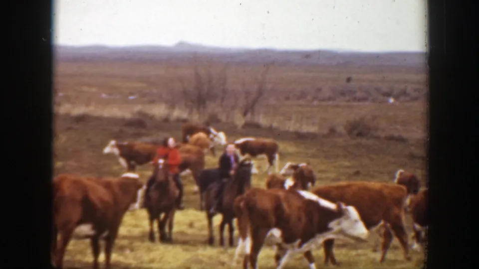 In 1939 Montana footage, two ranchers on horseback appear to guide cattle across dry open prairie.