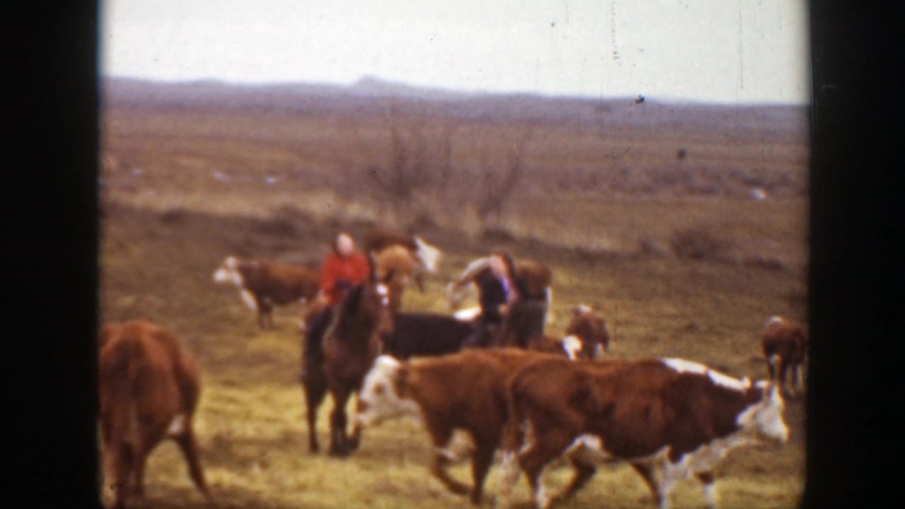 Horseback riders and cattle spread across a dry field with low hills behind.