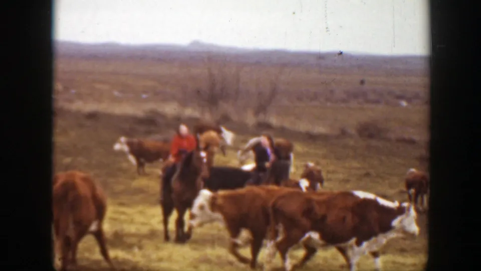 Riders on horseback work near a cluster of cattle in the Montana prairie landscape documented by the clip metadata.