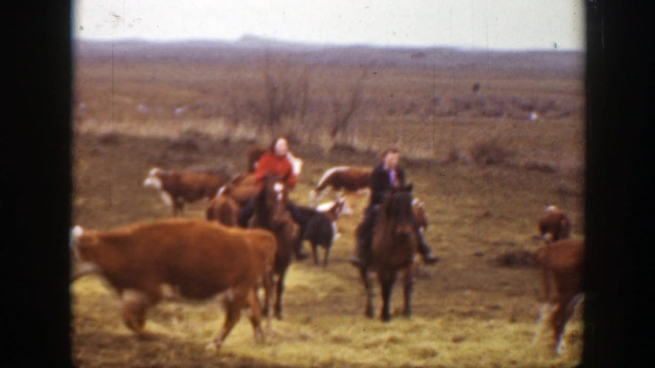 Two ranchers on horseback face the camera while cattle move through the foreground in 1939 Montana ranch footage.
