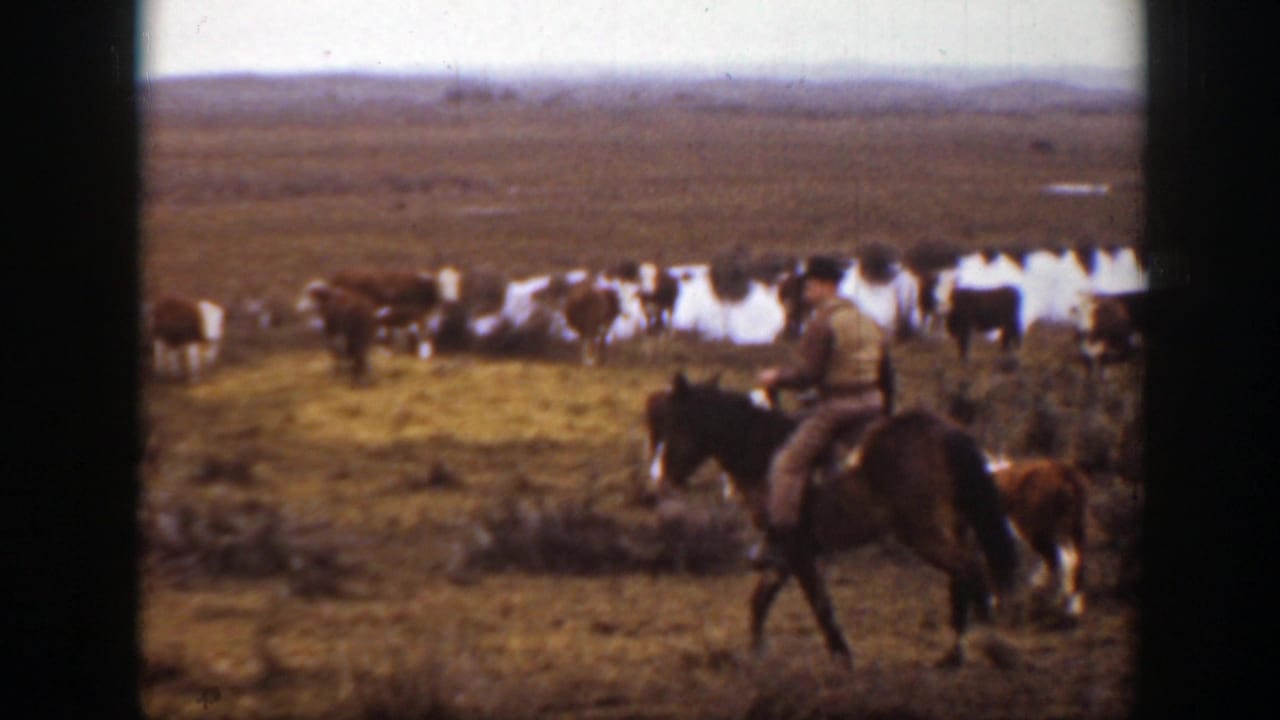 A mounted rancher rides beside a larger cattle group on the open Montana prairie shown in the clip metadata.