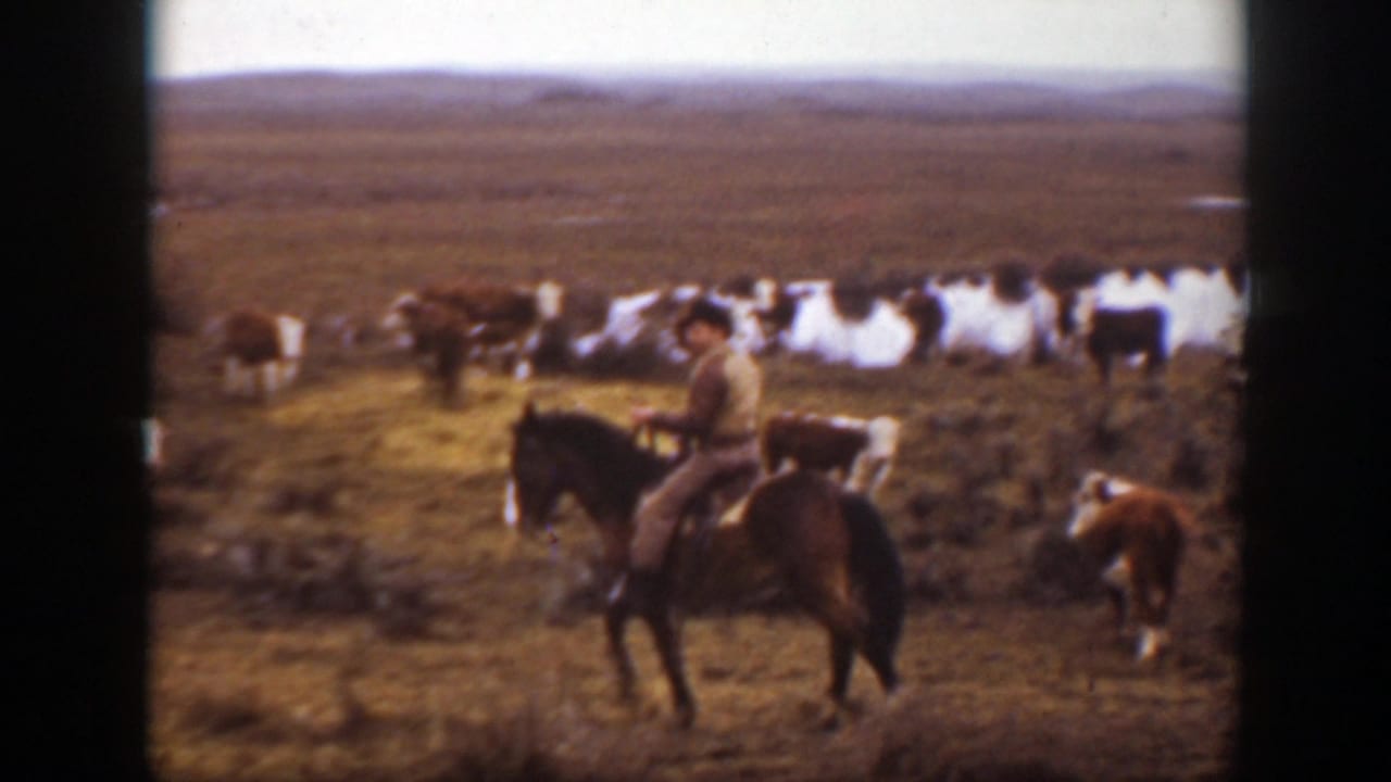 Mounted rider near a mixed herd of cattle in an open field.