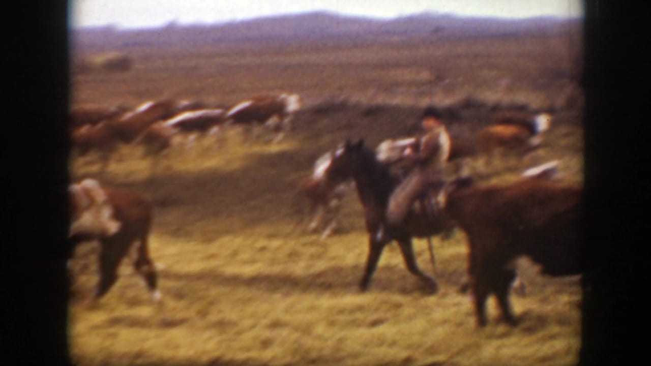 A rider on a dark horse passes cattle in a sunlit Montana field, with soft 8mm color and distant hills.