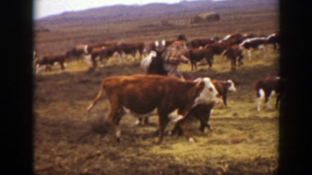 Brown and white cattle move through a Montana field as a horseback rider follows behind in 1939 home-movie footage.