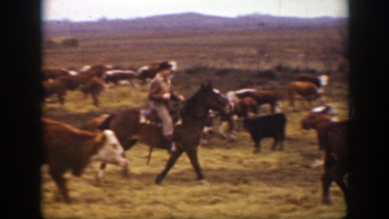 A cowboy on horseback rides through a mixed herd on open Montana grassland, with cattle crossing in front of the camera.
