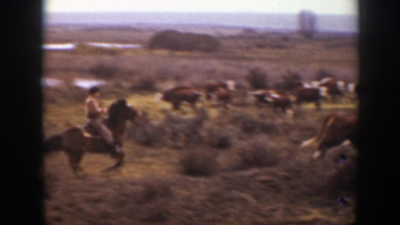 The rider crosses dry Montana range while cattle spread across the background near low shrubs.